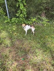 Found/Stray Male Dog last seen Birmingham Race Course, Birmingham, AL 35235
