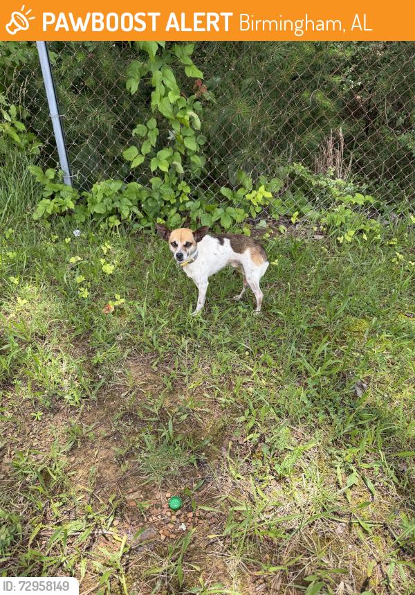 Found/Stray Male Dog last seen Birmingham Race Course, Birmingham, AL 35235