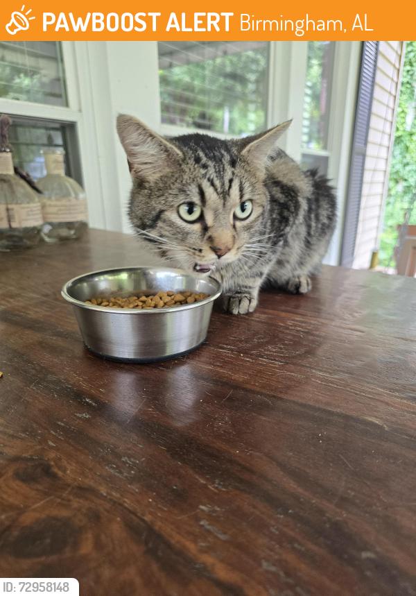 Found/Stray Male Cat last seen 18th St S and 15th Ave S, Birmingham, AL 35205
