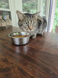 Found/Stray Male Cat last seen 18th St S and 15th Ave S, Birmingham, AL 35205