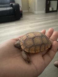 Found/Stray Unknown Reptile last seen Evergreen, easy, Las Vegas, NV 89107