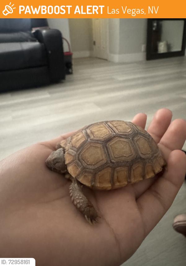 Found/Stray Unknown Reptile last seen Evergreen, easy, Las Vegas, NV 89107