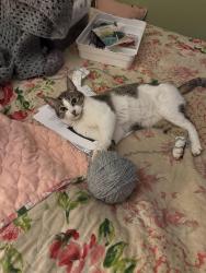 Lost Female Cat last seen NE Faloma Rd/NE 6th Dr/Marine Dr, Portland, OR 97211
