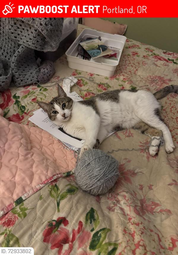 Lost Female Cat last seen NE Faloma Rd/NE 6th Dr/Marine Dr, Portland, OR 97211