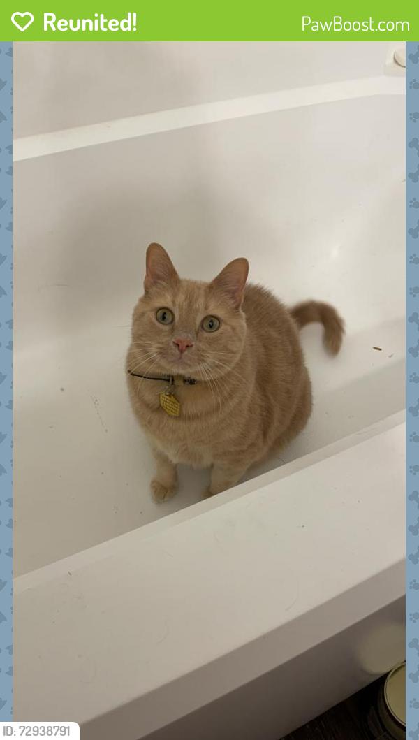 Reunited Male Cat last seen The Pointe at Irving Park , Greensboro, NC 27408