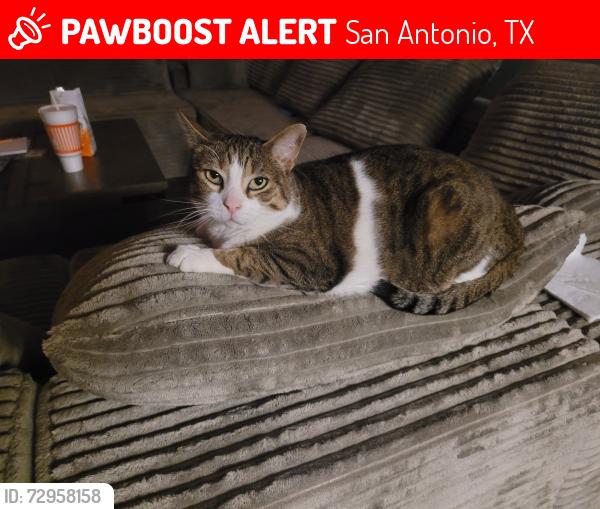 Lost Male Cat last seen Sunny Glen and sunny walk, San Antonio, TX 78217