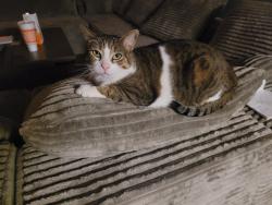 Lost Male Cat last seen Sunny Glen and sunny walk, San Antonio, TX 78217