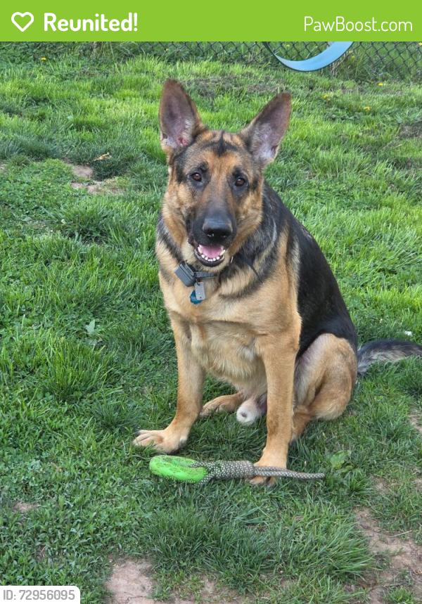 Reunited Male Dog last seen Colmar train station, Colmar, PA 18915