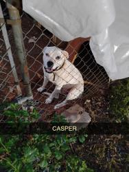 Lost Male Dog last seen Chambert forest Amy st, Anderson County, SC 29626
