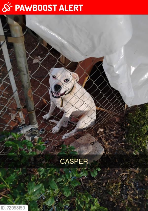 Lost Male Dog last seen Chambert forest Amy st, Anderson County, SC 29626