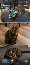 Lost Female Cat last seen Vandalia and Del Webb , Plainfield, IN 46168