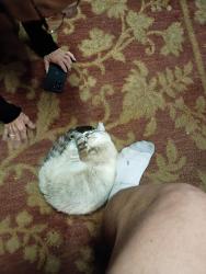 Lost Female Cat last seen Off of hwy 21 on Higgins Rd Waldheim , Bush, LA 70431