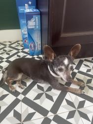 Found/Stray Female Dog last seen Glenbrook and Treasure, Garland, TX 75041