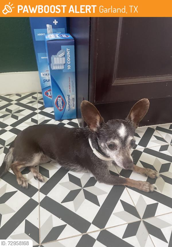Found/Stray Female Dog last seen Glenbrook and Treasure, Garland, TX 75041