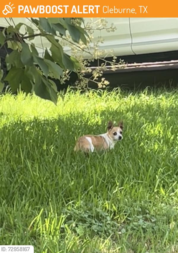 Found/Stray Female Dog last seen Prairie Avenue and Country Road, Cleburne, TX 76033