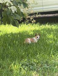 Found/Stray Female Dog last seen Prairie Avenue and Country Road, Cleburne, TX 76033