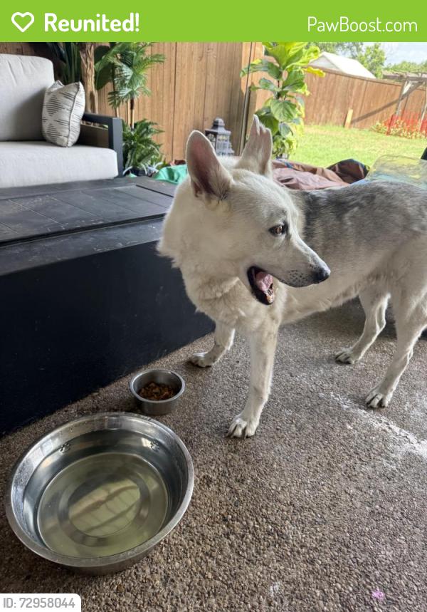 Reunited Male Dog last seen Fiesta St, Fort Worth, TX 76133, USA, Fort Worth, TX 76133