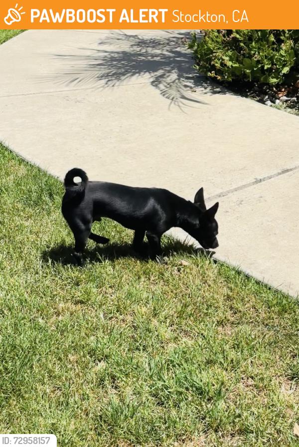 Found/Stray Male Dog last seen Herndon pl and grigsby pl, Stockton, CA 95207
