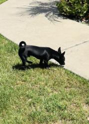 Found/Stray Male Dog last seen Herndon pl and grigsby pl, Stockton, CA 95207