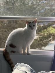 Lost Male Cat last seen 42nd /Kalamazoo ave, Grand Rapids, MI 49508