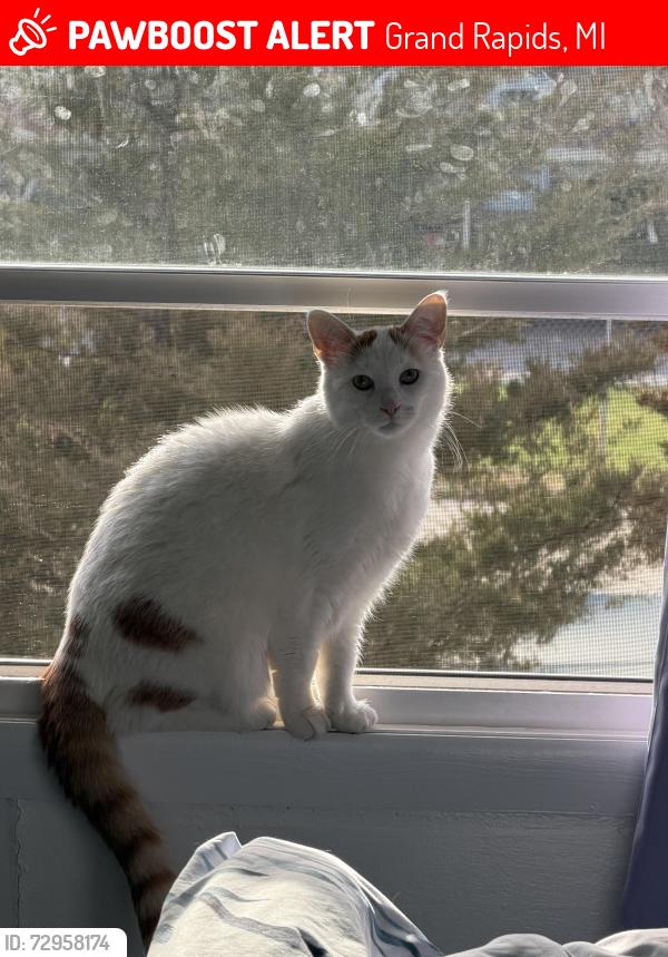 Lost Male Cat last seen 42nd /Kalamazoo ave, Grand Rapids, MI 49508