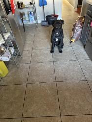 Lost Male Dog last seen Washington and Decatur, Las Vegas, NV 89107