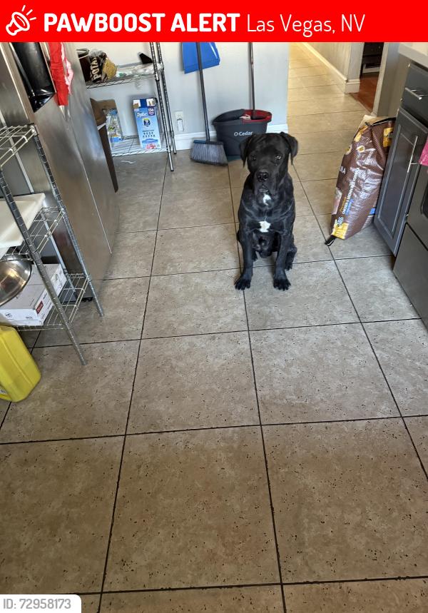 Lost Male Dog last seen Washington and Decatur, Las Vegas, NV 89107