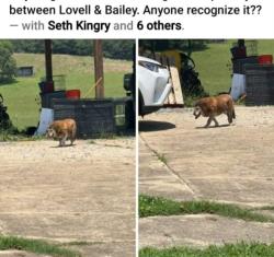 Reunited Male Dog last seen Lovell and Bailey, Rome, GA 30161