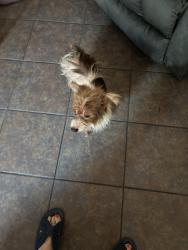 Found/Stray Male Dog last seen Thunder rock  Dr. & haven creek Dr , Highland Creek Village, TX 77449