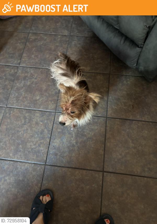 Found/Stray Male Dog last seen Thunder rock  Dr. & haven creek Dr , Highland Creek Village, TX 77449
