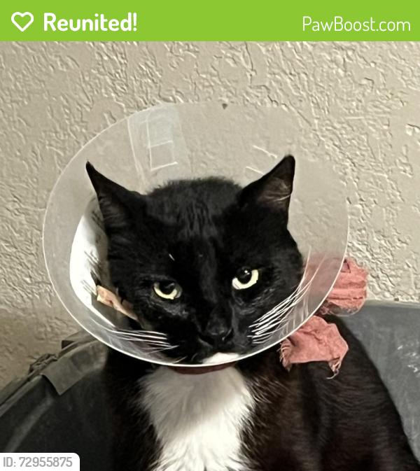 Reunited Male Cat last seen Marconi and fulton, Sacramento, CA 95821