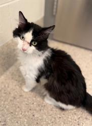 Shelter Stray Male Cat last seen Near BLOCK ROSE LN, Brighton, CO 80601