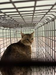 Shelter Stray Male Cat last seen 100TH & STEELE, Brighton, CO 80601
