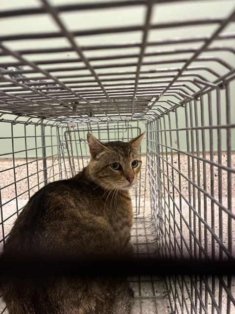 Shelter Stray Male Cat last seen 100TH & STEELE, Brighton, CO 80601