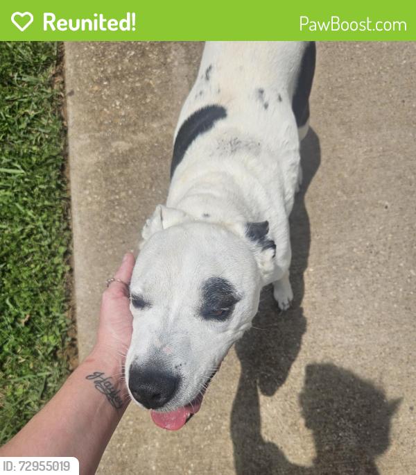 Reunited Female Dog last seen Dollar General Hagan and Hwy 110, Whitehouse, TX 75791