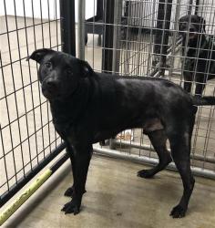 Shelter Stray Male Dog last seen Near BLOCK W FOUNTAIN WAY, FRESNO CA 93705 3432, Fresno, CA 93727