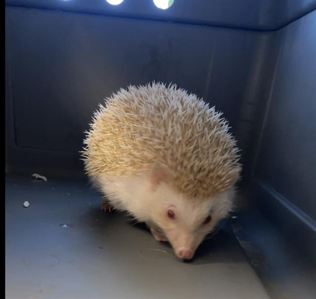 Shelter Stray Unknown Other last seen JONES/ATWOOD, Auburn, CA 95603