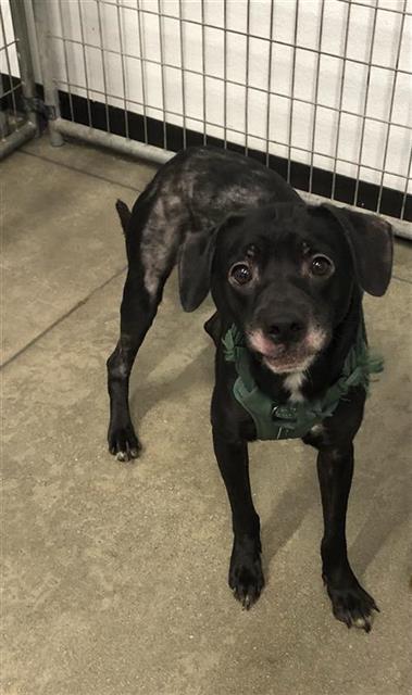 Shelter Stray Male Dog last seen Near BLOCK W FOUNTAIN WAY, FRESNO CA 93705 3432, Fresno, CA 93727