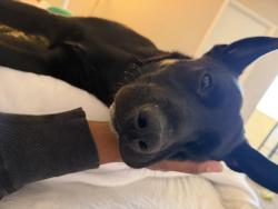 Lost Female Dog last seen Candlewood suites target and walgreens, Wake Forest, NC 27587
