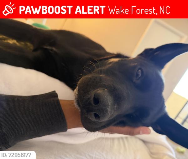 Lost Female Dog last seen Candlewood suites target and walgreens, Wake Forest, NC 27587