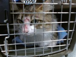 Shelter Stray Male Cat last seen Near BLOCK N CEDAR DALE DR, Oklahoma City, OK 73129