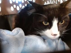 Shelter Stray Male Cat last seen Near BLOCK N CEDAR DALE DR, Oklahoma City, OK 73129