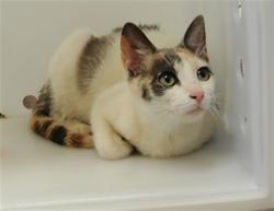 Shelter Stray Female Cat last seen Near BLOCK GIBB RD SW, Albuquerque, NM 87105