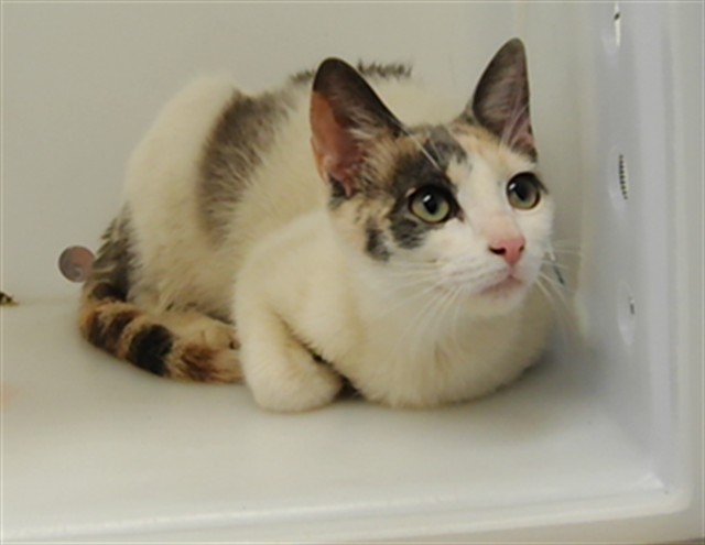 Shelter Stray Female Cat last seen Near BLOCK GIBB RD SW, Albuquerque, NM 87105