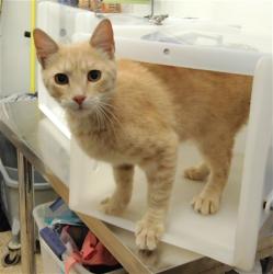 Shelter Stray Male Cat last seen Near BLOCK GIBB RD SW, Albuquerque, NM 87105
