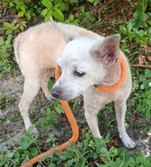 Shelter Stray Female Dog last seen Near BLOCK NW 34 CT, LAUDERDALE LAKES FL 33309, Davie, FL 33312