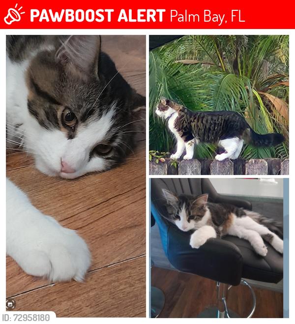 Lost Male Cat last seen Hoyt Ct NE Lockmar ests, Palm Bay, FL 32907