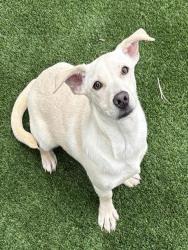Shelter Stray Male Dog last seen Near BLK E BELLE TERRACE, BAKERSFIELD CA, Bakersfield, CA 93307