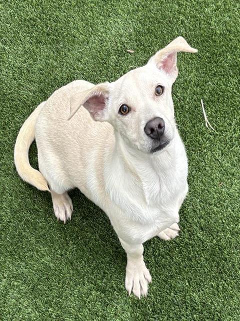 Shelter Stray Male Dog last seen Near BLK E BELLE TERRACE, BAKERSFIELD CA, Bakersfield, CA 93307
