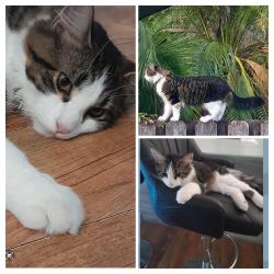Lost Male Cat last seen Hoyt Ct NE Lockmar ests, Palm Bay, FL 32907